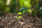Revitalisation pour un habitat durable